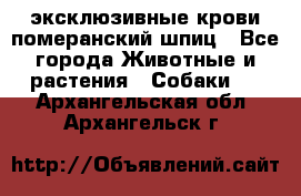 эксклюзивные крови-померанский шпиц - Все города Животные и растения » Собаки   . Архангельская обл.,Архангельск г.